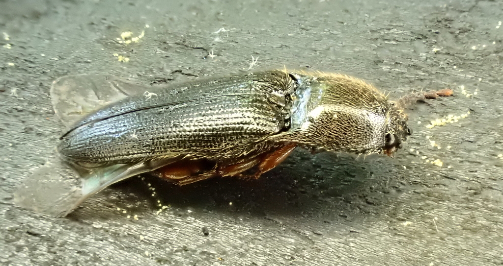 Click Beetles from Silverleaf Terrace, Richmond, VA 23236, USA on May ...