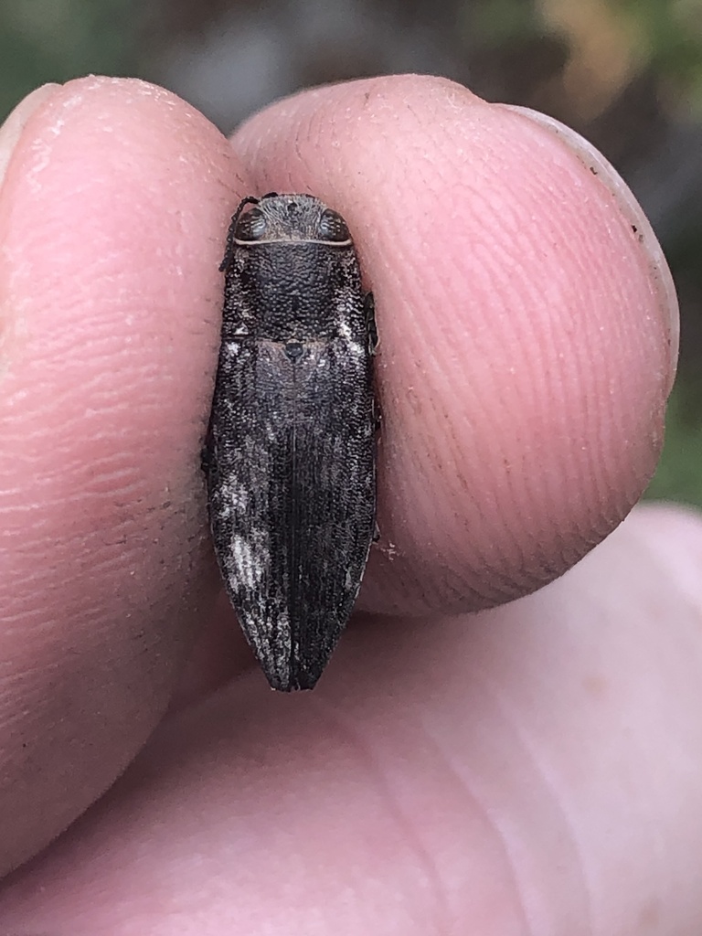 Spectralia roburella