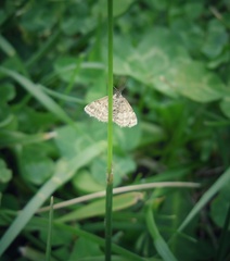 Emmiltis pygmaearia