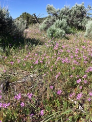 Lappula occidentalis occidentalis