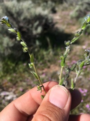 Lappula occidentalis occidentalis