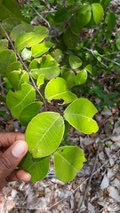 Myrcia citrifolia