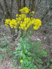 Isatis tinctoria