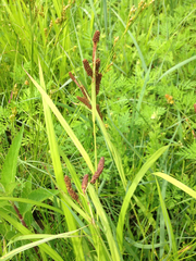 Carex shortiana