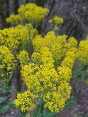Isatis tinctoria