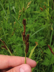 Carex shortiana