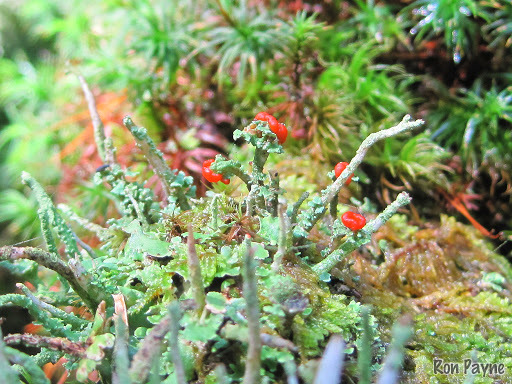 Cladonia cristatella image