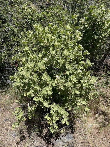 Image of Malacothamnus palmeri by no rights reserved