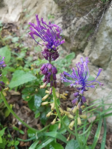 Tassel Hyacinth photographed in North Macedonia