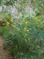 Hippocrepis emerus