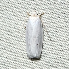 Antaeotricha albulella
