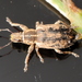 Sitona discoideus - Photo (c) Cecile Roux, some rights reserved (CC BY-NC), uploaded by Cecile Roux