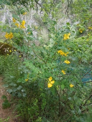 Hippocrepis emerus