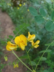 Hippocrepis emerus