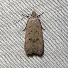 Dichomeris ventrellus