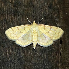 Polygrammodes flavidalis