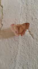 Lepidoptera