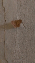 Lepidoptera