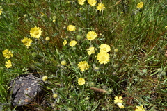 Hemizonia congesta lutescens