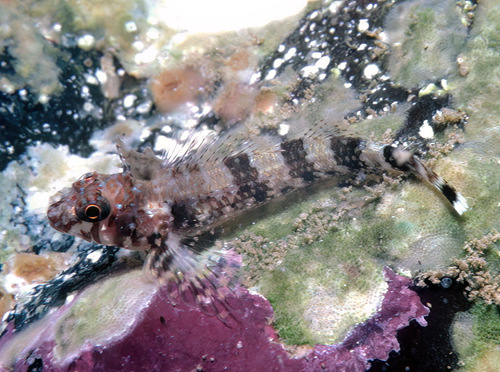 Netvormige drievinslijmvis (Enneanectes reticulatus) — Tripterygiidae — 3