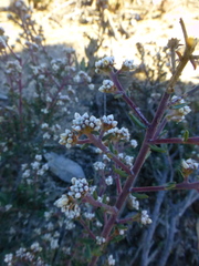 Phylica parviflora