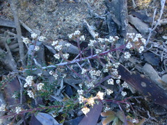 Phylica parviflora