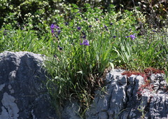 Iris pallida illyrica