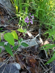 Streptanthus maculatus