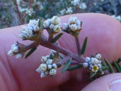 Phylica parviflora