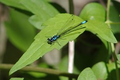 Zoniagrion exclamationis