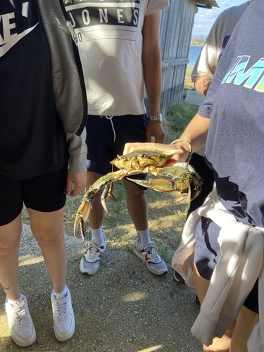 Atlantic Blue Crab