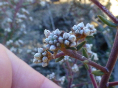 Phylica parviflora
