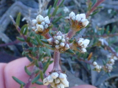 Phylica parviflora