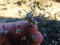 Phylica parviflora