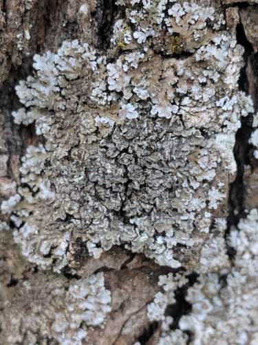 Geltonvidurė Žiauberūnė nuotrauka