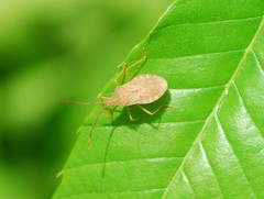 Homoeocerus dilatatus