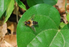 Helophilus eristaloidea