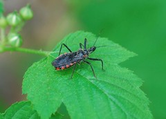 Rhynocoris leucospilus sibiricus