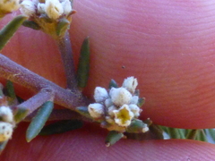 Phylica parviflora