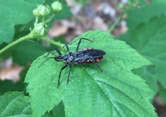 Rhynocoris leucospilus sibiricus