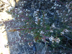 Phylica parviflora