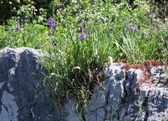 Iris pallida illyrica