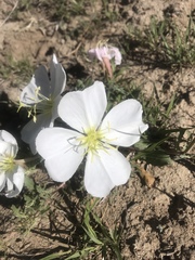 Oenothera albicaulis