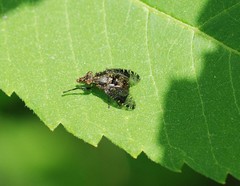Platystoma