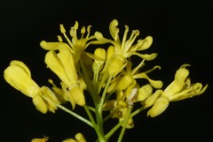 Rorippa pyrenaica