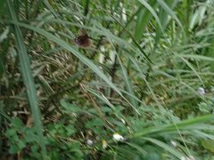 Euploea mulciber barsine