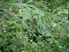 Euploea mulciber barsine