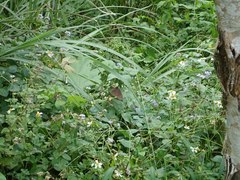Euploea mulciber barsine