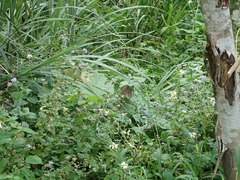 Euploea mulciber barsine