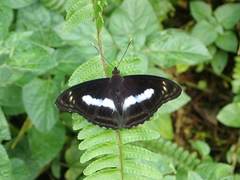 Euploea mulciber barsine